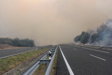 Fototapeta premium Forest fire on the road