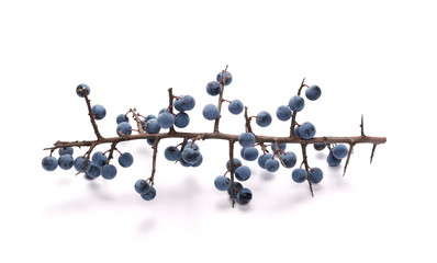 Fresh blackthorn berries with twig, prunus spinosa isolated on white background