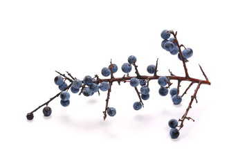 Fresh blackthorn berries with twig, prunus spinosa isolated on white background