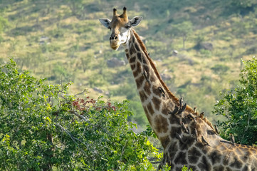 Giraffe - Kruger National Park - South Africa