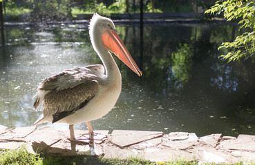 Pelican in nature