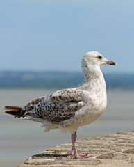 Mouette, Baie du Mont Saint Michel 