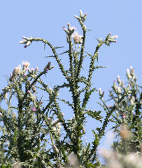 prickly plant against the blue sky