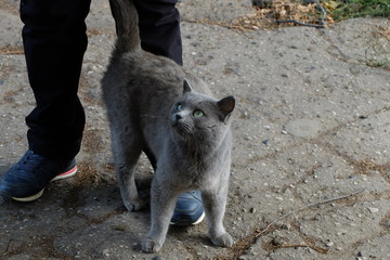 Кот любит хозяина