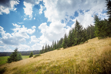 Fototapeta na wymiar Glade in the Carpathian Mountains