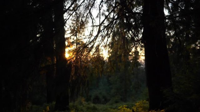 Sunset in the wood