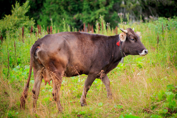 cow grazing on meadow in mountains.