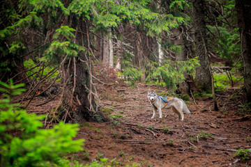 Dog breed Siberian Husky walking in autumn forest