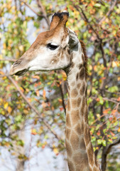 Obraz premium giraffe on nature