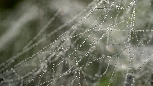 Dew on a spider web. Slow motion macro shot
