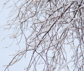 snow on the branches of a tree