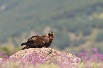 Golden eagle