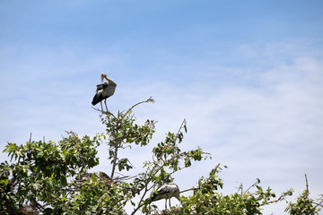 Open billed stork bird perch at the top of the tree and cleaning feathers and another in the nest...