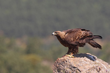 Golden eagle on the rocks