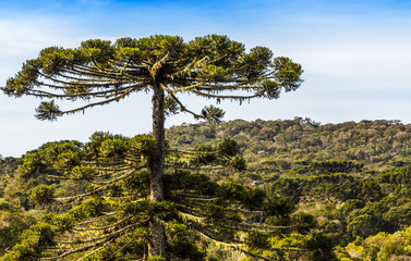 Floresta de araucárias.