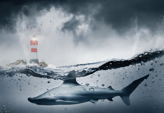Concept risque danger et perspective avec requin