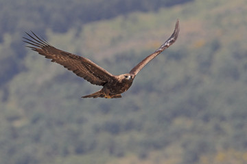 Golden eagle on the alps