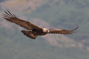 Golden eagle on the rocks