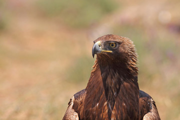 Golden eagle on the rocks