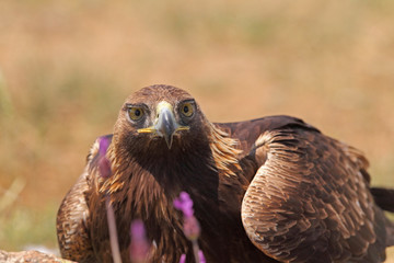 Golden eagle on the rocks