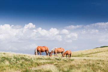 landscape with wild horses near the mountain