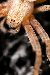 portrait of a spider. close