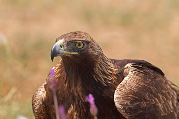 Golden eagle on the rocks