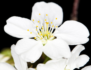 Fototapeta premium White cherry flowers on a black background