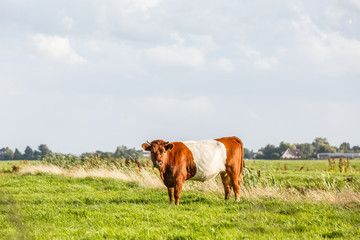 A belted cow cow in a beautiful green meadow in a Dutch polder landscape