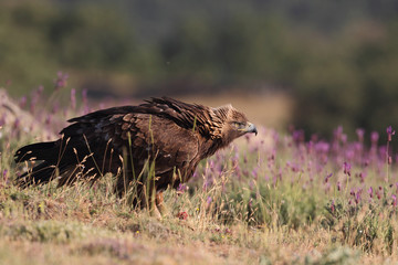 golden eagle fly