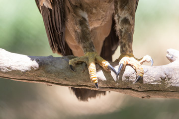 foot eagle