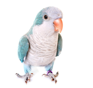 Monk parakeet in studio