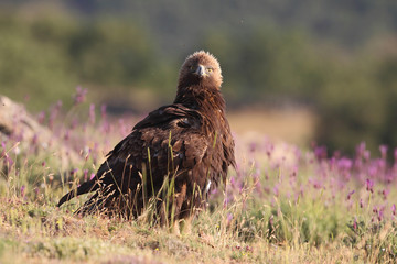 Golden eagle on the rocks