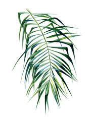 Watercolor illustration of tropical leaves, dense jungle. Hand painted. Banner with tropic summertime motif. Coconut palm leaves.