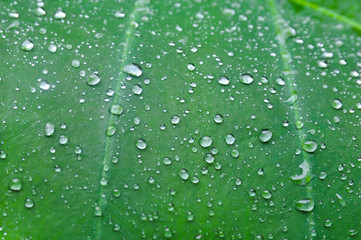 Fototapeta na wymiar Soft focus,drop of water on green leaf,drop of water on carbon leaf,on a rainy day