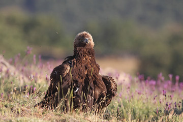 golden eagle fly