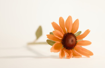 Sonnenhut Echinacea