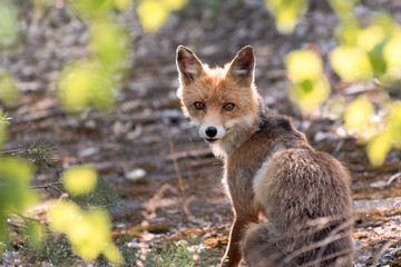 Fox with Leaves