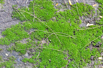 Green mos