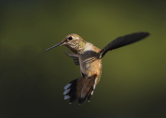 Rufous Hummingbird (Selasphorus rufus) in Flight