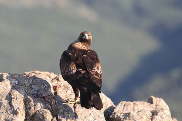 golden eagle fly