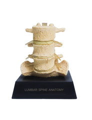 A plastic model of Lumbar spine.