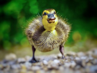 Duckling 