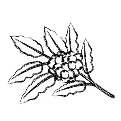 Plant of coffee icon vector illustration graphic design