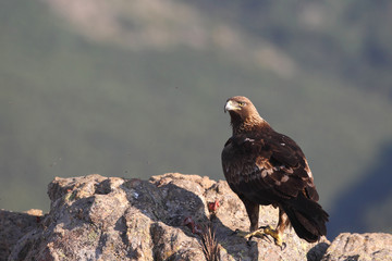 Golden eagle on the rocks