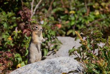 Golden Mantled Ground Squirrel