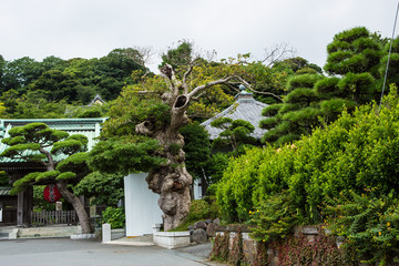 Kamakura, Japan
