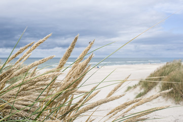 Landscape of coastal Denmark,  North Sea