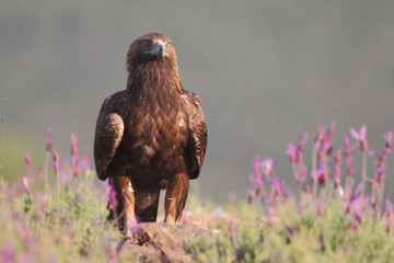 Golden eagle on the rocks
