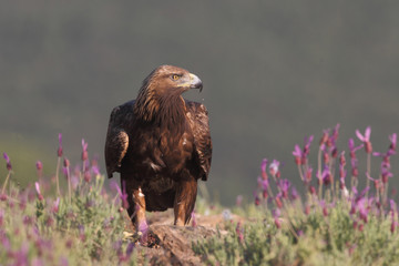 golden eagle fly